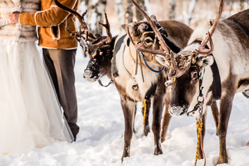 Northern house deer in the forest