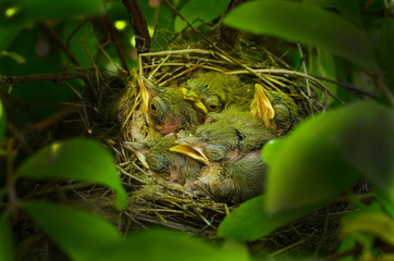 Little birds in a nest with open beaks in the bushes.