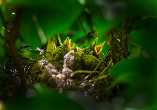 Little birds in a nest with open beaks in the bushes.