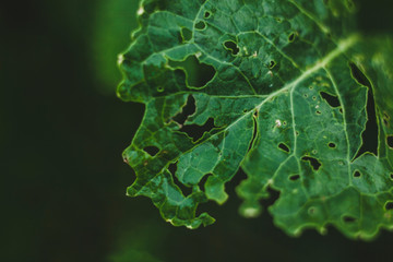 eating green leaf