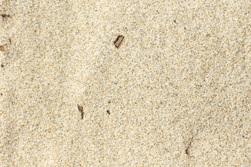 Sable gros plan