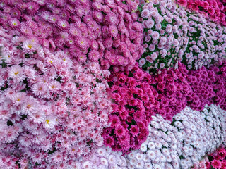 wall of flowers pink is taking over
