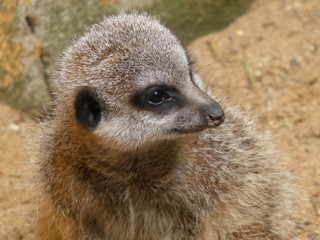 Fototapeta premium Meerkat