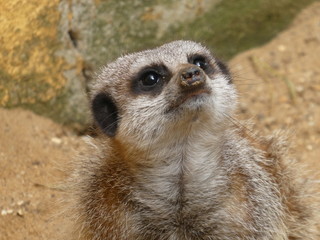 Fototapeta premium Meerkat