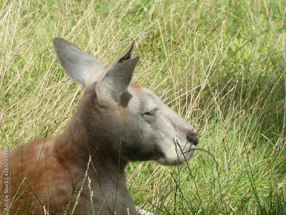 Wall mural Red kangaroo