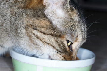 Gray striped Central European short hair cat eating in Germany