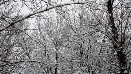 Scenic snowy view on trees in park