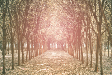 Natural tunnel of rubber plantation  with sunlight, sunset , Vintage tone