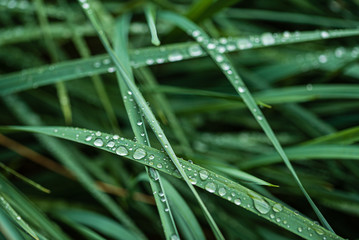 rain drops on the grass