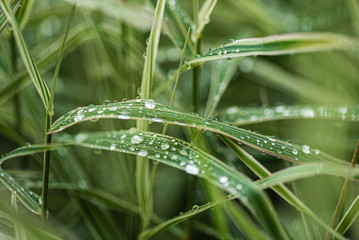 rain drops on the grass