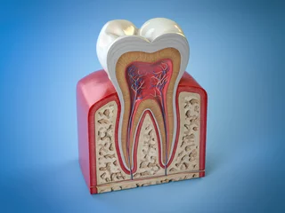 Foto op Plexiglas Tandarts Tandheelkundige tandstructuur. Dwarsdoorsnede van menselijke tand op blauwe achtergrond.