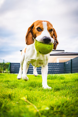 Beagle dog running towards camera with green ball
