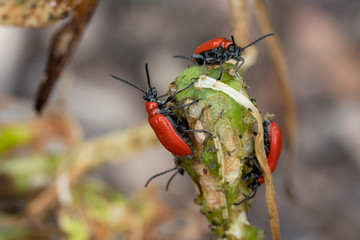 Lily leaf beetle, Lilioceris lilii