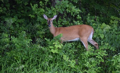 Deer eating in the woods and fields