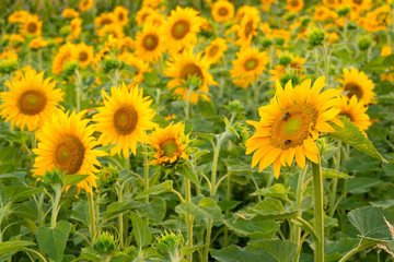 Obraz premium Sunflower, Helianthus annuus