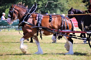 horse and carriage