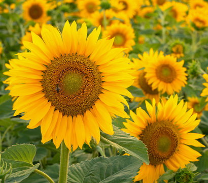 Sunflower, Helianthus annuus © alfotokunst