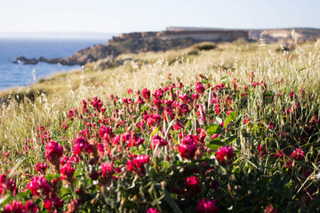field of tulips