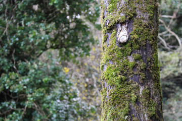 Obraz premium moss on tree