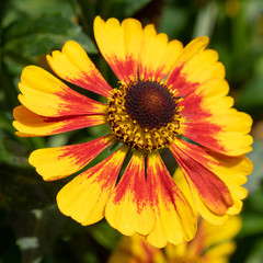 Helens Flower, Helenium