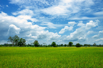 Fototapeta na wymiar Wide green rice fields and blue skies There are lots of clouds Is a beautiful background image that looks comfortable freedom bright