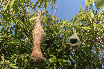 Fototapeta na wymiar group ot rice birds's nests hold on tree