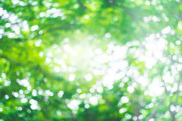 Fototapeta na wymiar abstract green nature blur background and sunlight