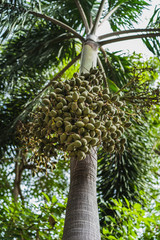 Fototapeta premium palm tree with green datiles in spring and summer