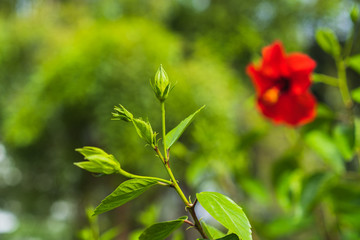 Obraz premium Red hibiscus flower on a green background, selective focus.