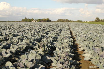 long rows with red cabbage plants in zeeland, holland in summer in the fields