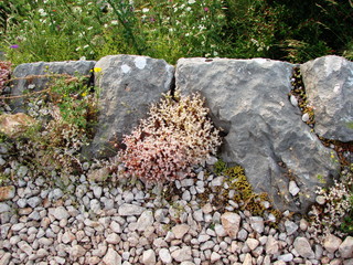 The diversity of mountain vegetation on the slopes of bare rocks strikes the casual traveler.