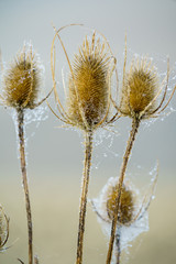 autumn plants in the garden