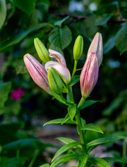 Pink Lily buds on a background of green leaves.