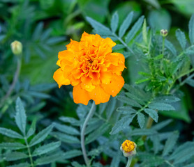 Yellow and red marigolds on a green background.