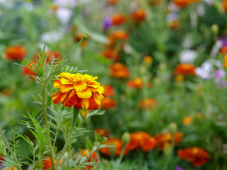 Yellow and red marigolds on a green background.
