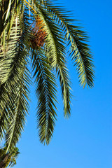 Fototapeta premium Date palm golden fruit, Cyprus