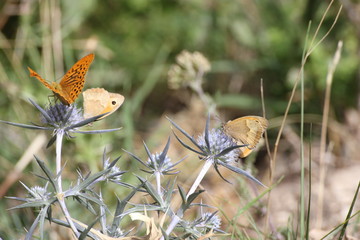 Butterfly1