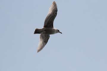 空飛ぶ鳥