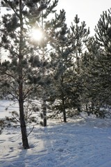 Pine trees in winter covered by snow in sun light