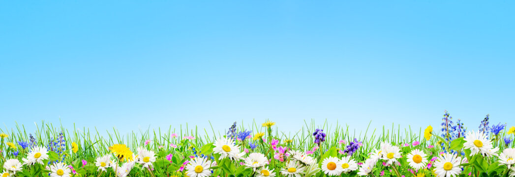 a spring grass and daisy and chamomile flowers natural background