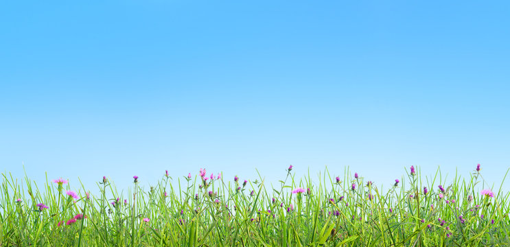 spring grass and pink flowers natural background