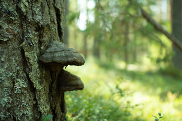 Chaga mushroom. Mushroom tinder on a tree in the forest. - obrazy, fototapety, plakaty
