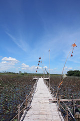 sky  fieid nad bird in nature