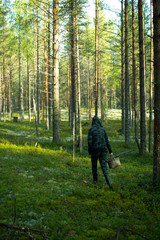 Mushroom picker with a basket in a pine forest.