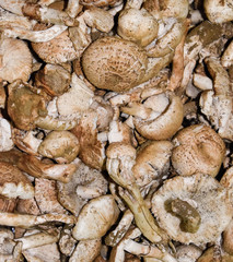 Field champignons. Edible mushroom. Mushrooms background texture