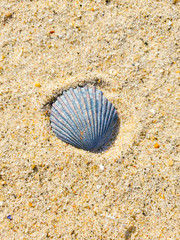 sea shells washed up on sandy beach. USA, New York. 