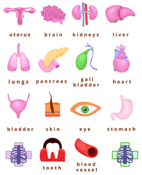 human body organs