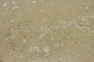 Small seashells on the beach