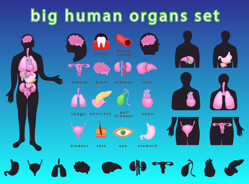 human body organs