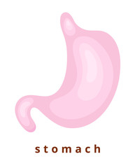 Obraz premium Human body organ